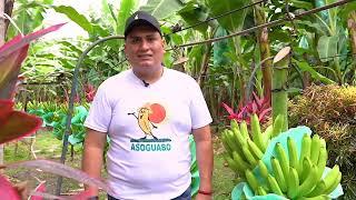 Equifruit - How are Fairtrade bananas harvested in Ecuador?