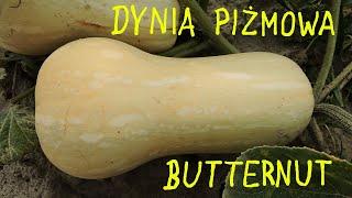 Dynia piżmowa - jak rośnie  Butternut squash pumpkin - how it grows