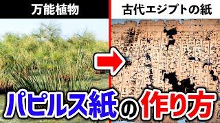 【万能すぎ】紙・インテリア・サラダにも！？万能植物パピルス