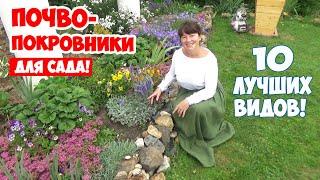 Какие почвопокровные цветы посадить в саду? 10 лучших ПОЧВОПОКРОВНИКОВ цветущих все лето