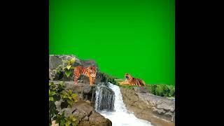 tiger by the waterfall green screen