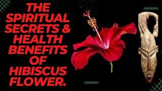 The Many Spiritual Secrets of Hibiscus Flower and its Health Benefits in African Spirituality.