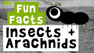 Insects  and Arachnids  - Cartoon Fun Facts  - Animals for Kids - Educational Video
