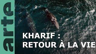 Loups et baleines à bosse  Oman sauvage 22  ARTE Family