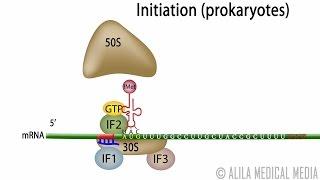 Animation of Protein Synthesis Translation in Prokaryotes.