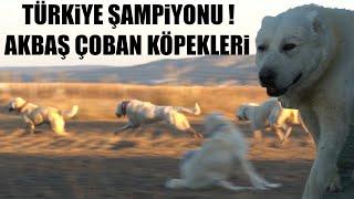 TÜRKİYE ŞAMPİYONU AKBAŞ ÇOBAN KÖPEKLERİ - GÜNDE 40 KM KOŞAN AKBAŞ SÜRÜ KÖPEKLERİ  BEYAZ ASLANLAR