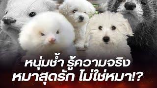 หนุ่มจ่ายครึ่งหมื่นซื้อพุดเดิ้ลมาเลี้ยง ไปหาหมอถึงรู้ว่าโดนหลอก นี่มันไม่ใช่หมา