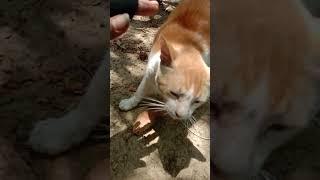 Kucing ngadem biar dingin #videoshorts #cat #catlover