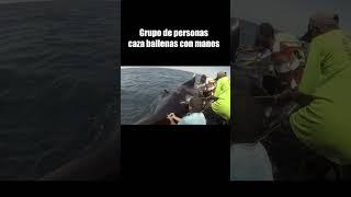 ↑El video completo↑  una ballena es compartida por todo el pueblo #shorts