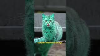 Kucing Keturunan Hulk Berwarna Hijau