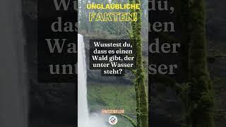 Der Wald unter Wasser #shorts