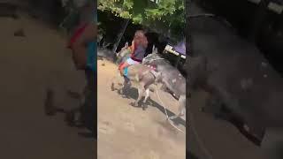 Burro peligroso tumba a su dueño y quiere montar al que lleva la delantera #shortsfeed #videoshorts