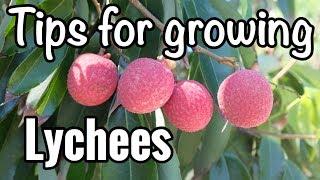 Petes Tips for Growing Lychees in South Florida