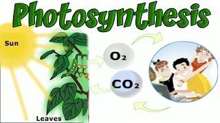 Plants and Photosynthesis Learning Basic Biology Interesting and Educational Videos for Children