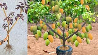 Unique Technique  Grafting Mango Tree Using Banana & Aloe Vera Growing Faster and Has Many Fruits