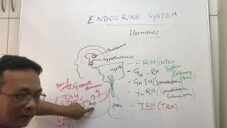 Endocrine Systemoverview of Pituitary Hormonesnursing and MBBS year1