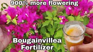 Use this for Bougainvillea flowering tips  Get maximum flowers on Bougainville