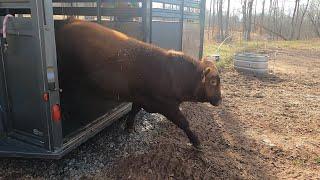 Hes NOT HAPPY Angry new bull hits the farm 