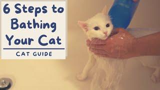 How to Bathe your Cat that Hates Water 6 Step Tutorial  The Cat Butler