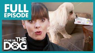 Out-of-Control Bichon Frise on the Verge of Eviction  Full Episode  Its Me or The Dog