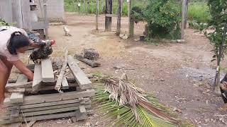 MINHA ROTINA MORANDO NA ROÇAABATE DE FRANGO CAIPIRA