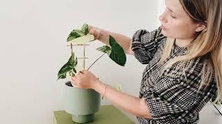 For the love of plants all you need to know to make your indoor jungle thrive  Discovery Session