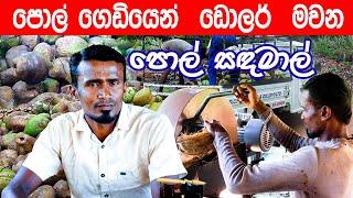 පොල්  ගෙඩියෙන්  ඩොලර්  මවන පොල් සඳමාල්  Making Dollars from Coconuts #coconut #srilanka #travel