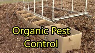 PROTECTING Potatoes growing in FREE Containers Insect Netting vs Tulle Organic pest control