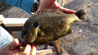Redear SunfishBluegill - HYBRID from Beyond Seclusion