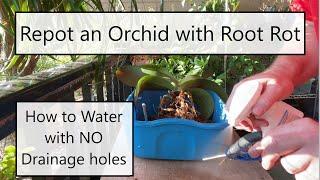 How NOT TO pot an Orchid and how TO pot an Orchid. Repotting Orchid with root rot and pruning roots.