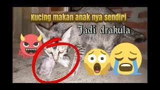 Kucing Makan anaknya sendiri  - kucing garong - kucing lokal - pecinta kucing-virall