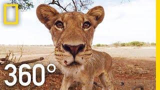 Lions 360°  National Geographic