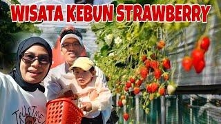 WISATA KEBUN STRAWBERRY MALINO ‼️VLOG MALINO PART 3