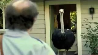 Get A Dog   Exotic Pets PEDIGREE Super Bowl Ad  COMEDY  2009