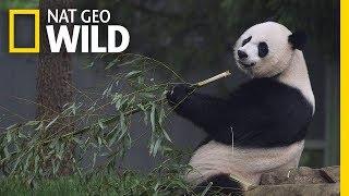 Giant Pandas 101  Nat Geo Wild