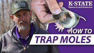 How YOU can trap moles successfully  K-State Research and Extension Guides