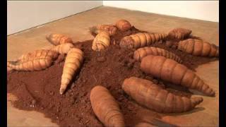 Giant Maggots