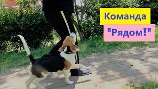  Команда РЯДОМ  Бигль  Дрессировка щенка#5