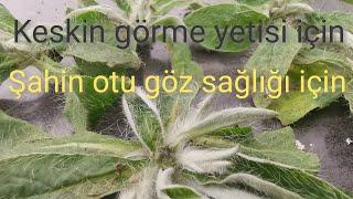 Hieracium pilosella Fare kulağı şahin otu