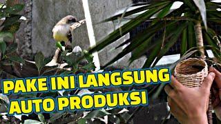 Dikasih ini si ciblek Aviary langsung buru-buru buat sarang‼️