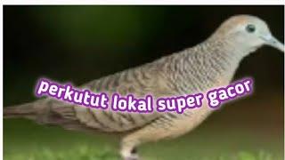 suara perkutut lokal super gacor cocok untuk pancingan perkutut lain @kenaribilungchannel389 