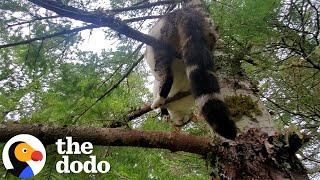 This Cat Was Stuck On A 50ft Tree For Two Days  The Dodo