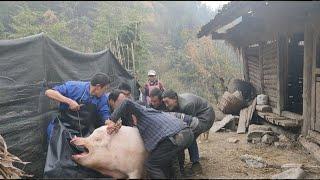 The new method of killing pigs in rural areas is easy to handle by two people. Its really fun