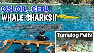 CEBU PHILIPPINES Swimming with WHALE SHARKS in Oslob + Tumalog Waterfalls Tour