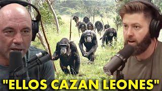JRE ¡La Sociedad De Chimpancés Gigantes Del Congo Que Es Capaz De Acabar Con Leones