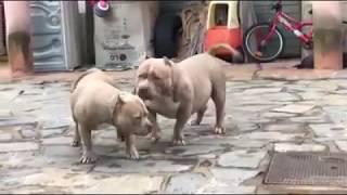 Mastiff Pitbull Fucking Failed  Dog Mating Failed