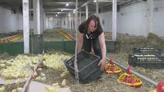 Incredible Poultry Farm Technology Produces 200000 Broiler Chickens  Modern Broiler Growing