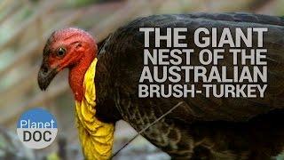 The Giant Nest of the Australian Brush-Turkey  Wild Animals - Planet Doc Full Documentaries