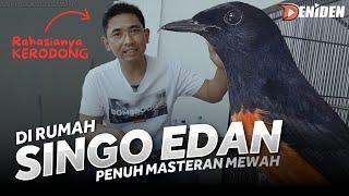 BEGINI SINGO EDAN DI RUMAHNYA ‼️ BLUSUKAN ke NGAWI SF eps.02