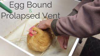 What we did to help our chicken that was egg bound with a prolapsed vent  Backyard Chickens